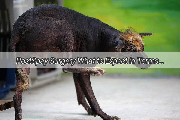 PostSpay Surgery What to Expect in Terms of Pain for Your Furry Friend